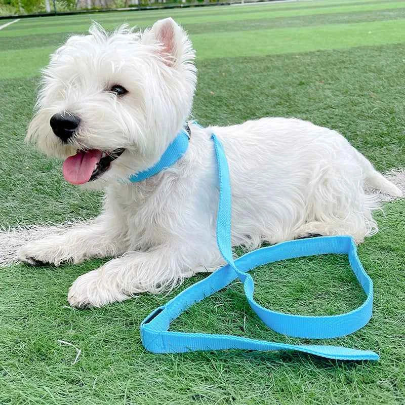 DFShop LED Dog Collars Safety with Alloy Buckle & Light - DFShop