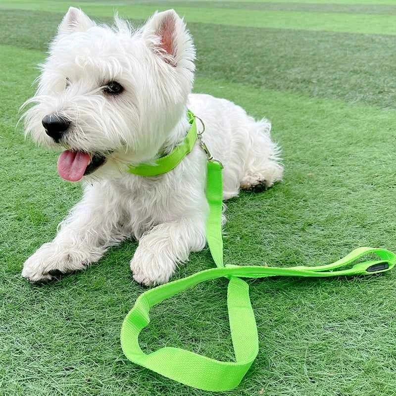 DFShop LED Dog Collars Safety with Alloy Buckle & Light - DFShop