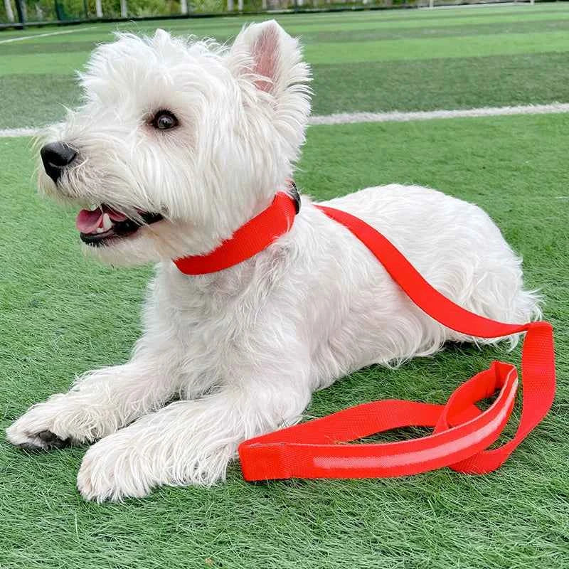 DFShop LED Dog Collars Safety with Alloy Buckle & Light - DFShop