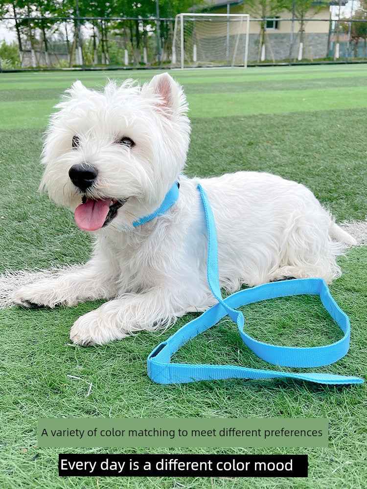 DFShop LED Dog Collars Safety with Alloy Buckle & Light - DFShop