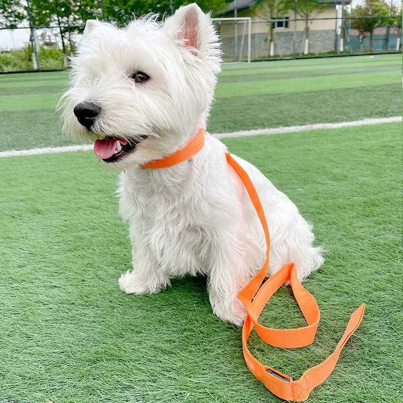 DFShop LED Dog Collars Safety with Alloy Buckle & Light - DFShop