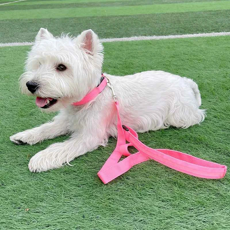 DFShop LED Dog Collars Safety with Alloy Buckle & Light - DFShop