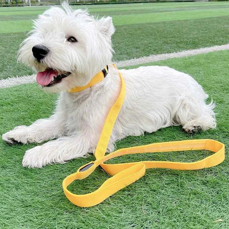 DFShop LED Dog Collars Safety with Alloy Buckle & Light - DFShop