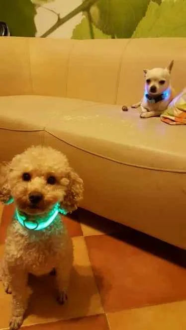 DFShop LED Dog Collar Nylon - Bright, Durable & Colorful - DFShop