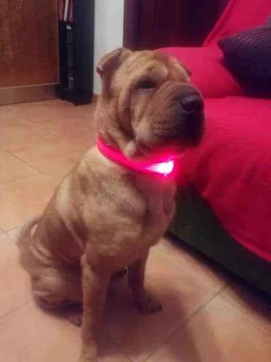DFShop LED Dog Collar Nylon - Bright, Durable & Colorful - DFShop