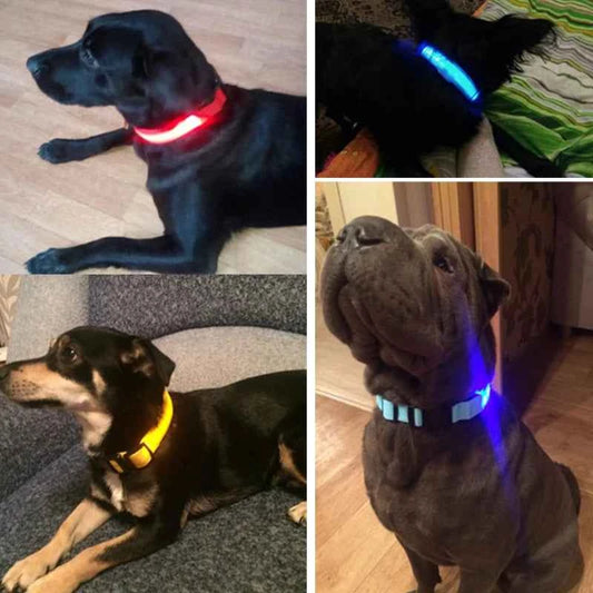 DFShop LED Dog Collar Nylon - Bright, Durable & Colorful - DFShop