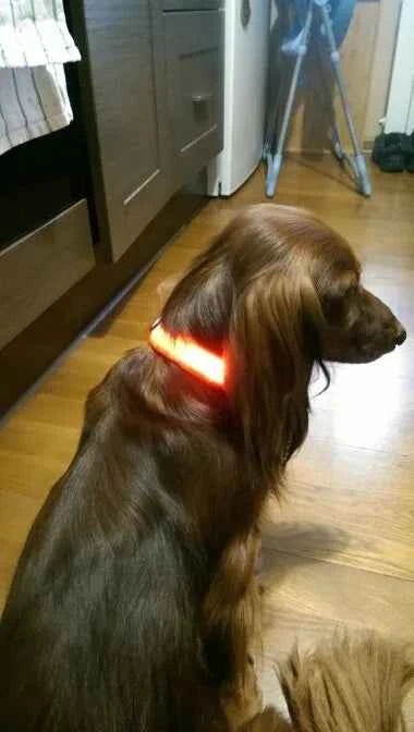 DFShop LED Dog Collar Nylon - Bright, Durable & Colorful - DFShop